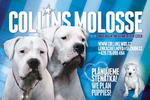 Inzerát na štěňata Dogo Argentino v CHS Collins Molosse